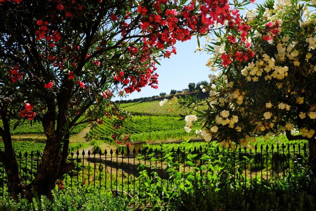 טבואקו Quinta Do Monte Travesso - Country Houses & Winery מראה חיצוני תמונה