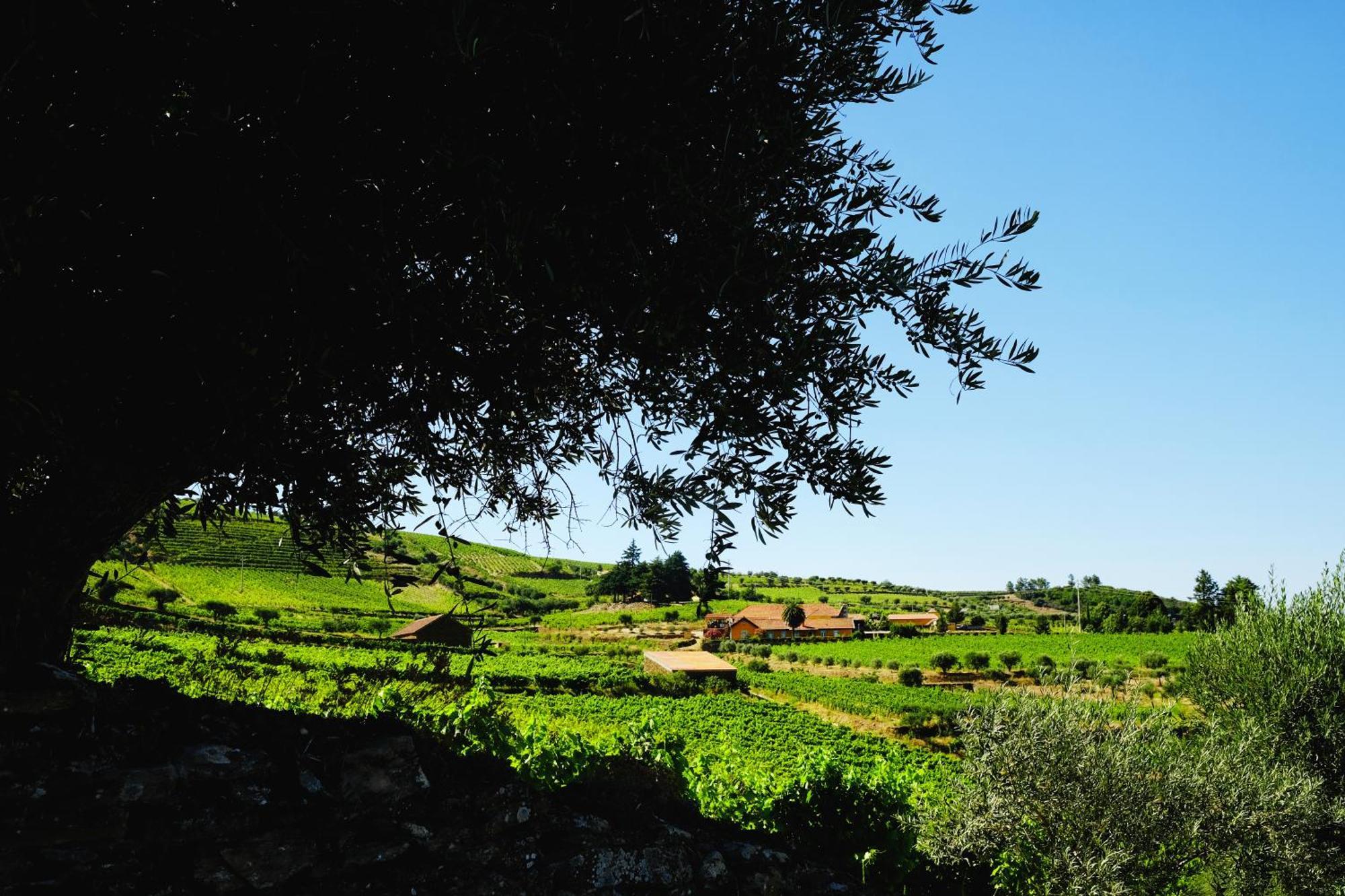 טבואקו Quinta Do Monte Travesso - Country Houses & Winery מראה חיצוני תמונה